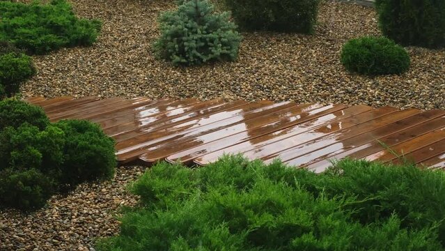 It's raining in the well-kept landscaped garden. Park with wooden paths and coniferous bushes. juniper and spruce in landscape design