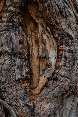 Texture on a tree bark