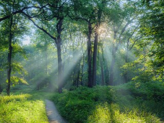 Morgenwald-Sonnenstrahlen © Todd Bannor/Wirestock Creators