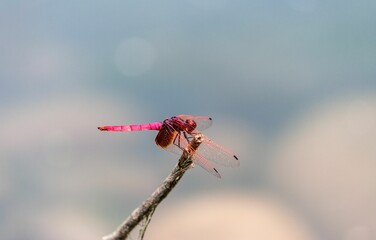 Pink Crimson marsh glider (Trithemis aurora) dragonfly on a blurred backgroudn