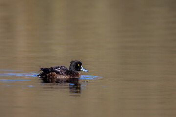 Female Tufted duck (Aythya fuligula) swimming on a lake in the nature protection area Mönchbruch near Frankfurt, Germany.