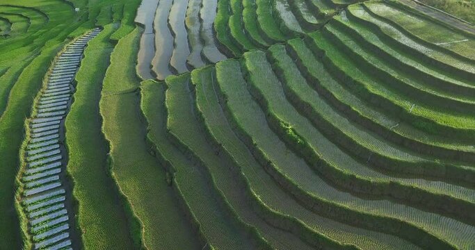 Aerial birds eye shot of beautiful terraced green rice field flooded with water in the morning - Central Java Province,Indonesia