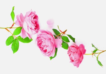 白背景に美しいピンクの薔薇の花
