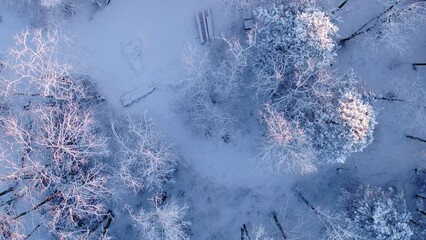 Drone shot looking down over a snow-covered forest while rising up. the morning light is reflecting in the treetops encased in snow with the tree trunks in dark contrast. Shot with 50mm in pro res - Powered by Adobe