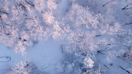 Drone shot looking down over a snow-covered forest while flying forward the morning light is reflecting in the treetops encased in snow with the tree trunks in dark contrast. Shot with 50mm in pro res - Powered by Adobe