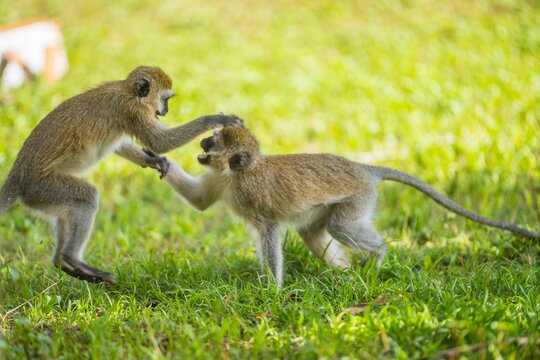 Cute Little Monkeys Playing In The Green Field
