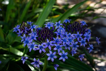 Blue Scilla peruviana flowers in the garden - obrazy, fototapety, plakaty