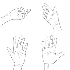 Woman's hands set isolated on white background, vector illustration