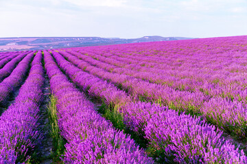 Plakat Lavender field rows in summer on sunset