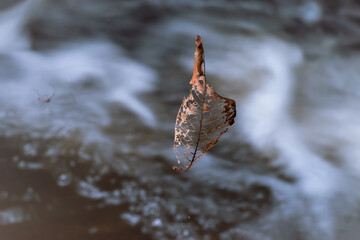Tropical dry leaves close-up in the forest