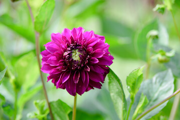 Obraz premium purple dahlia flowers on a sunny day in summer