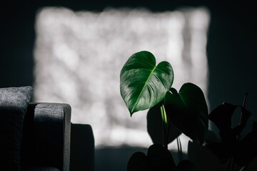 Plant with big green leaves next to the sofa under a square light.