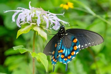 Closeup of an old world swallowtail (Papilio machaon) in Cades Cove