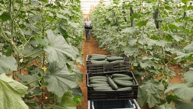 Man ushing cart with boxes full of cucumbers inside orcahrd. High quality 4k footage