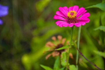 Obraz premium orange pink Zinnia violacea flower beauty blooming in garden