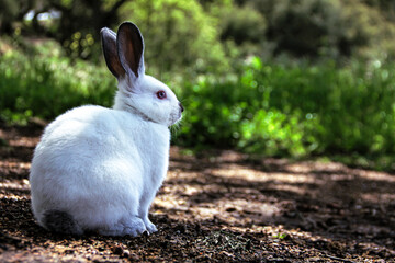 Young Californian Rabbit