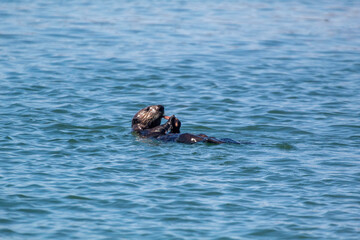 A sea otter eating a snack