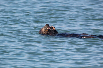 A sea otter eating a snack