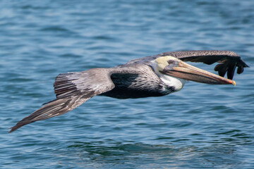 A Pelican coasting of the water
