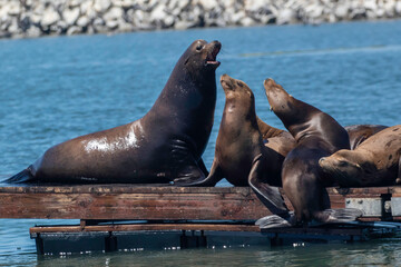 Sea Lion on a Moss Landing dock