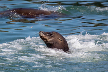 Fototapeta premium Sea Lion on a Moss Landing dock