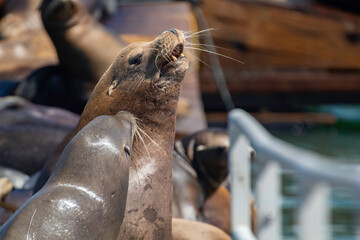 Sea Lion on a Moss Landing dock