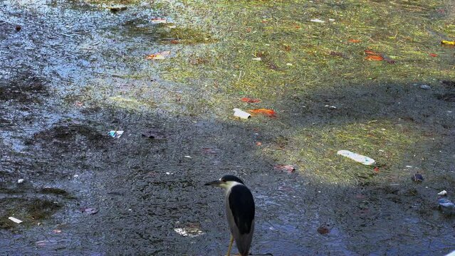 Bird Standing on Boat lucking at Polluted Bay.