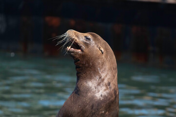 Fototapeta premium Sea Lion on a Moss Landing dock