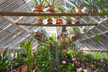 Old greenhouse filled with different species of plants