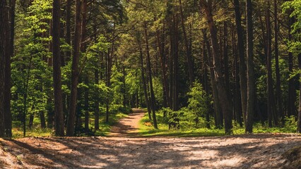 Ground level shot of a narrow path in a forest in poland