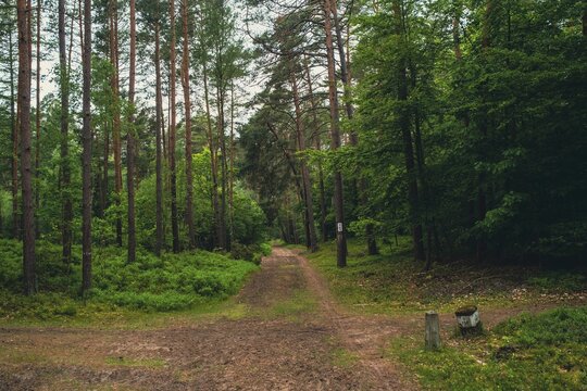 Narrow path in a forest in poland