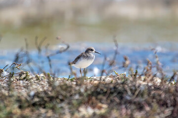 A sandpiper on a seashore
