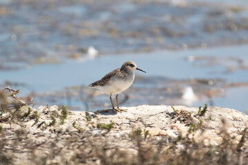 A sandpiper on a seashore