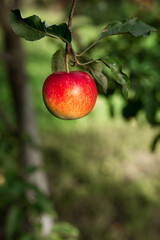 A red apple hangs on a tree with leaves. Agriculture, agronomy, industry