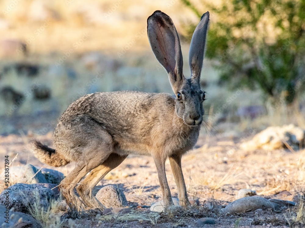 Wall mural brown black-tailed jackrabbit in a rural area in arizona on a sunny day - Wall murals