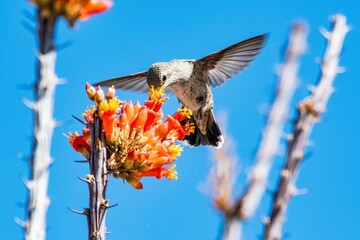 Fototapeta premium Closeup view of a hummingbird flying near an ocotillo plant in blue sky background