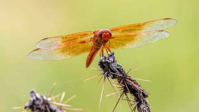 Closeup shot of an orange dragonfly perched on a wooden twig in a blurred background in Arizona