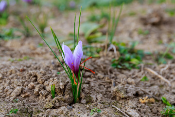 Purple crocus grows in the field. Red saffron stamens grew in the crocus.