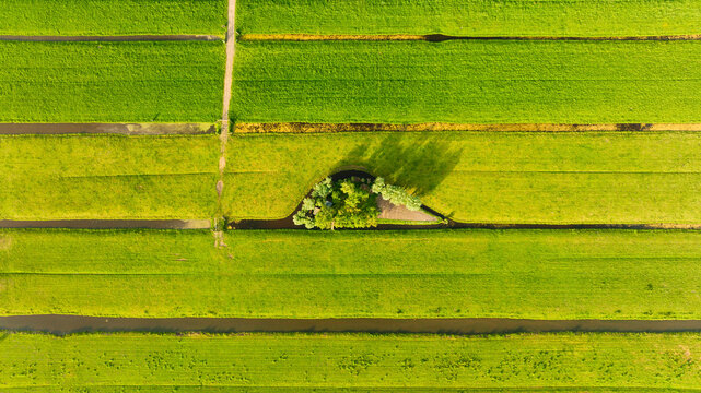 Aerial view of green field. Netherlands. Canals with water for agriculture. Fields and meadows. Landscape from a drone.