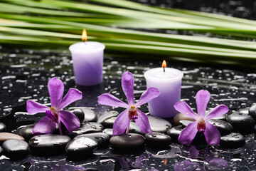 spa still life of with  orchid and 
and zen black stones with b green palm ,wet background
