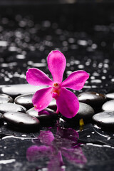 spa still life of withpink  orchid and 
and zen black stones ,wet background
