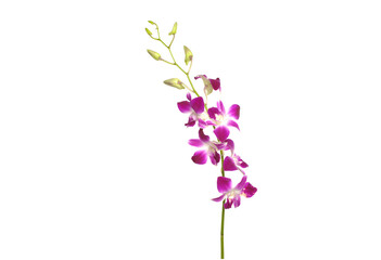 Elegant branch pink orchid isolated on a black background, with copy space