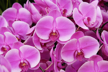 Many of pink orchids. Phalaenopsis orchid bloom