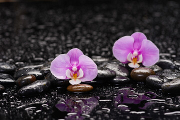 Naklejka na ściany i meble spa still life of with macro of orchid and zen black stones wet background 