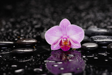 spa still life of with
macro of orchid and zen black stones wet background
