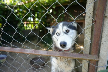 Cute husky looking through a fence