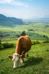 Beautiful view of cow grazing on grass against a background of a rural scene, vertical shot