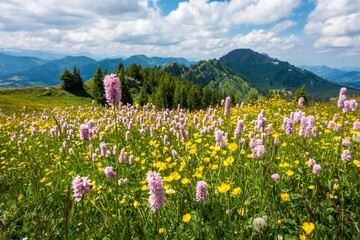 View of a beauiful alpian yellow and purple flowers against a background of snowy mountains