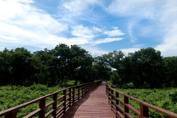 Fototapeta na wymiar Red wooden bridge walkway leading straight out of the mangrove forest. Under the blue sky and white clouds. At Phra Chedi Klang Nam, Pak Nam, Rayong, Thailand.