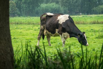 Closeup of a thin cow grazing on a pasture